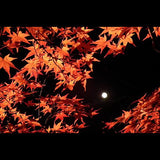 Mystery of Maple Walk