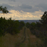 Ominous Orchard