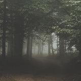 Shadow Grove